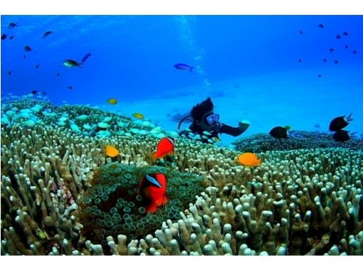 沖縄 座間味 慶良間 初心者もライセンスを持ってない方も歓迎 体験ダイビング アクティビティジャパン