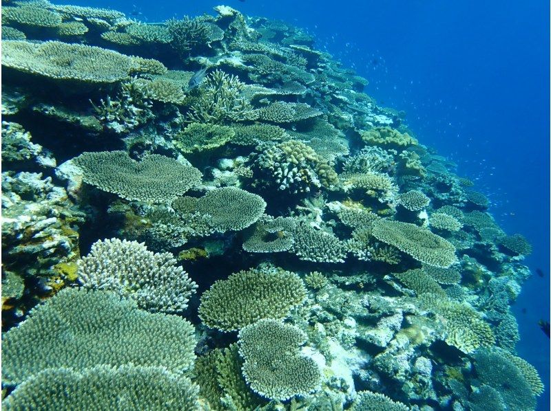 【石垣島 - Google 評價 ★5.0】在壯觀的「幻影島」登陸浮潛！探索海龜和珊瑚！の紹介画像