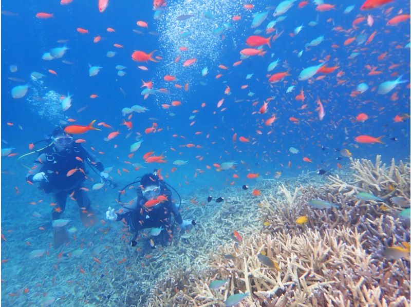 【沖縄・八重山】体験ダイビング(1ダイブ)♪バラス島・鳩間島近海のサンゴや魚の群れに会いに行こう!運が良ければウミガメにも出会えるかも!?の紹介画像