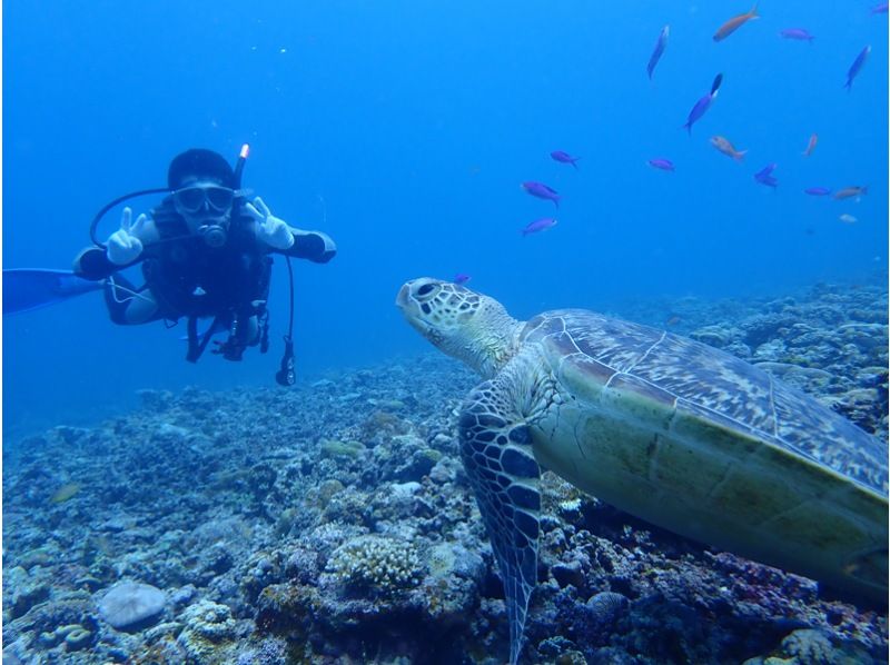 【沖縄・八重山】体験ダイビング(1ダイブ)♪バラス島・鳩間島近海のサンゴや魚の群れに会いに行こう!運が良ければウミガメにも出会えるかも!?の紹介画像