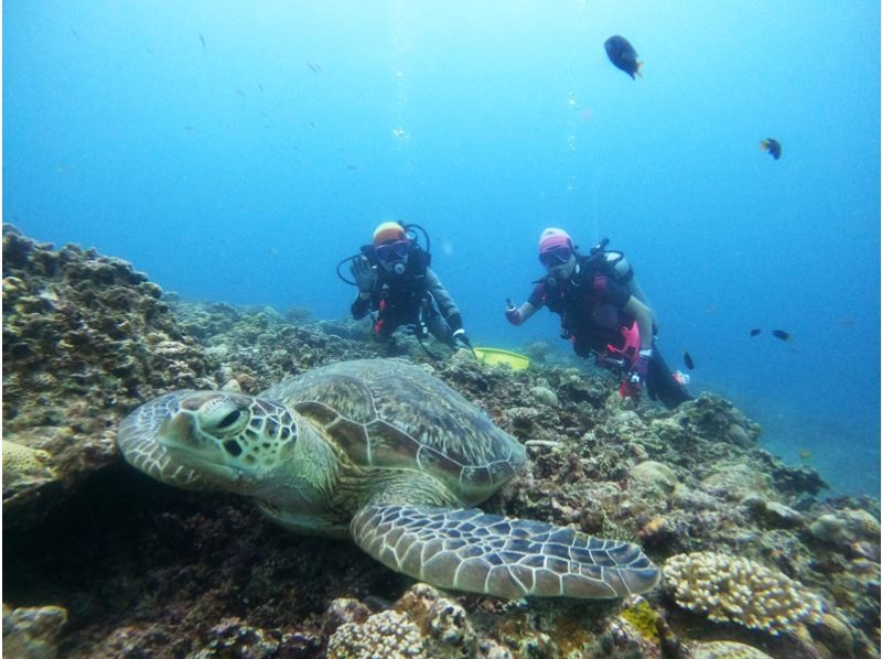 【沖縄・八重山】生命力あふれるサンゴの大群生や西表島ならではの生物を楽しもう！1日3ダイブツアー！水中写真のデータもプレゼント♪の紹介画像