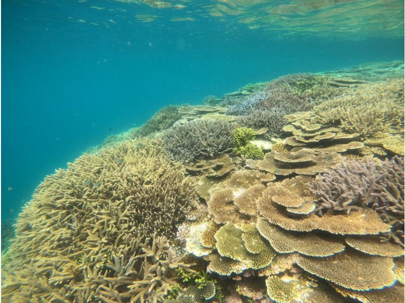 【沖縄・八重山】生命力あふれるサンゴの大群生や西表島ならではの生物を楽しもう！1日3ダイブツアー！水中写真のデータもプレゼント♪の紹介画像