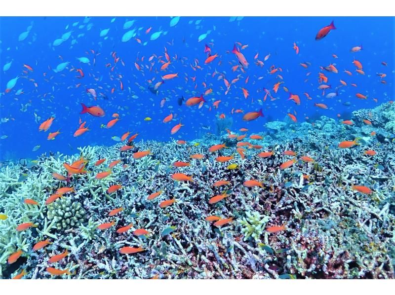沖縄の宮古島にある八重干瀬（やびじ）のサンゴ礁を泳ぐ熱帯魚　伊良部島マリンガイドマハロ