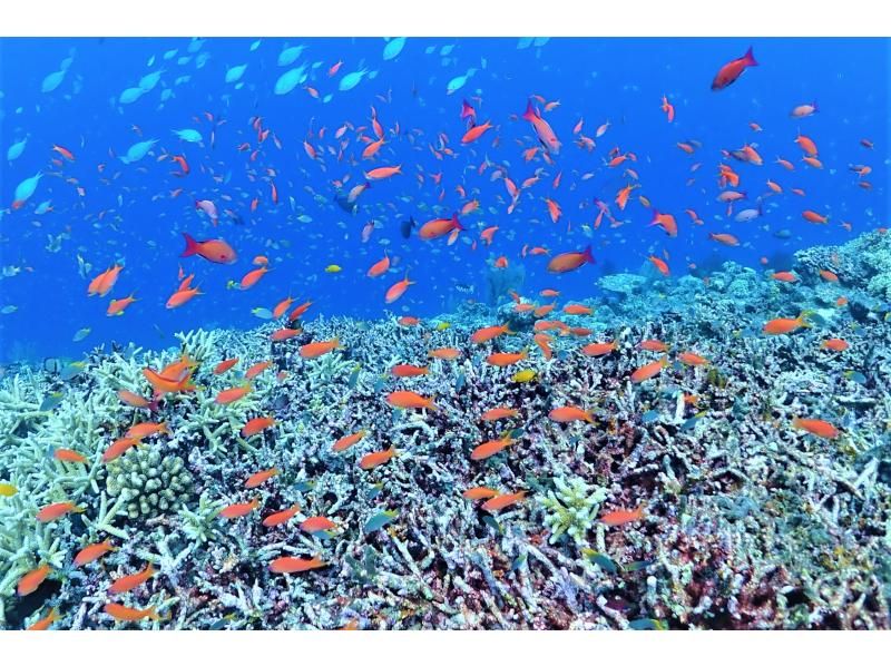 Tropical fish swimming in the coral reefs of Yabiji, Miyako Island, Okinawa. Irabu Island Marine Guide Mahalo