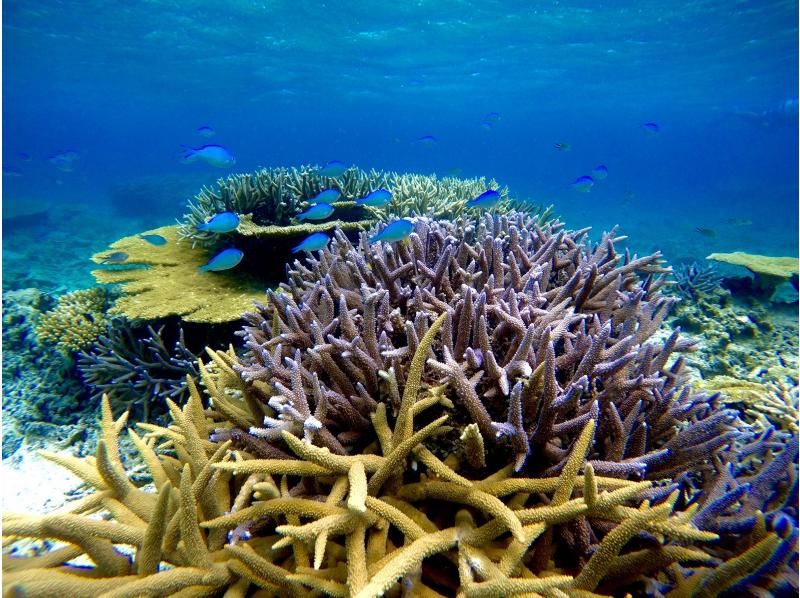 地元出身船長がご案内【宮古島・伊良部島】ボートで行く八重干瀬（ヤビジ）シュノーケルツアー!ドローン撮影動画、ツアー写真すべてプレゼント!の紹介画像