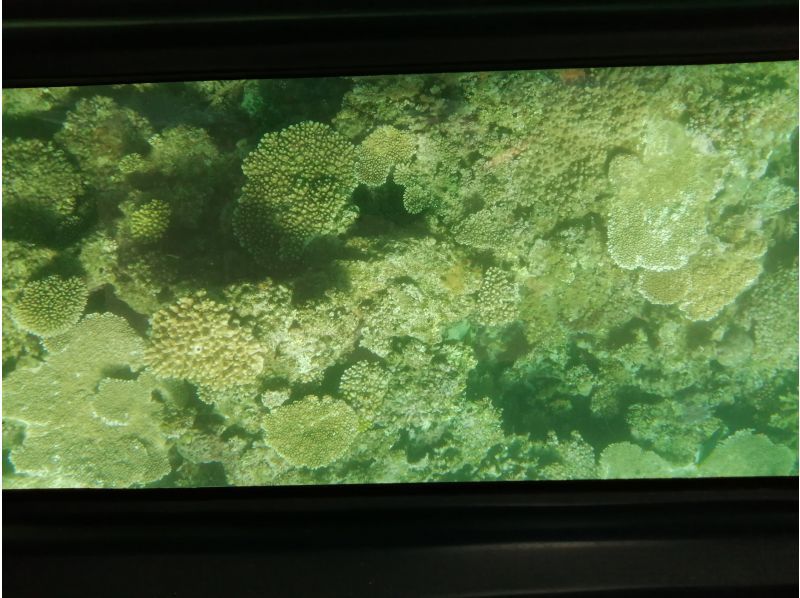 【沖縄・名護】世界最大級のアオサンゴを見に行こう！40分の大浦湾グラスボート体験！専属ガイドがご案内！子どもから大人まで、雨の日でも大丈夫の紹介画像