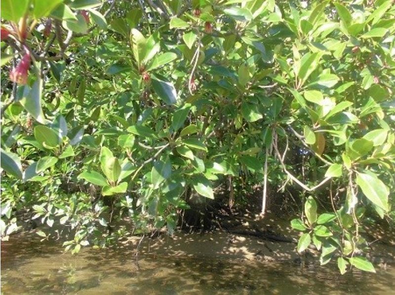 [Okinawa / Nago] Experience the river! Oura Mangrove Kayak! A sense of unity with nature!の紹介画像
