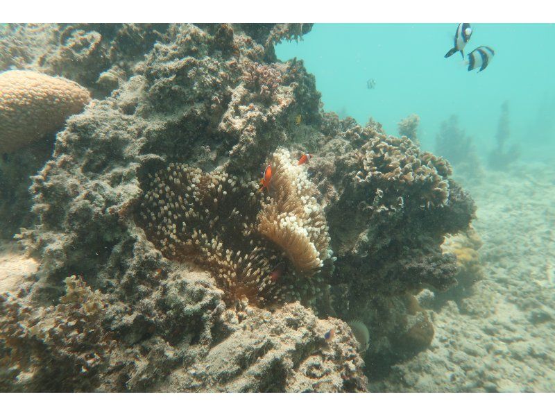 [Okinawa Oujima] "Only one group" Complete charter system ☆ Happy private tour! Snorkel experience on a remote island that can be reached by car! High-definition camera photo present!の紹介画像