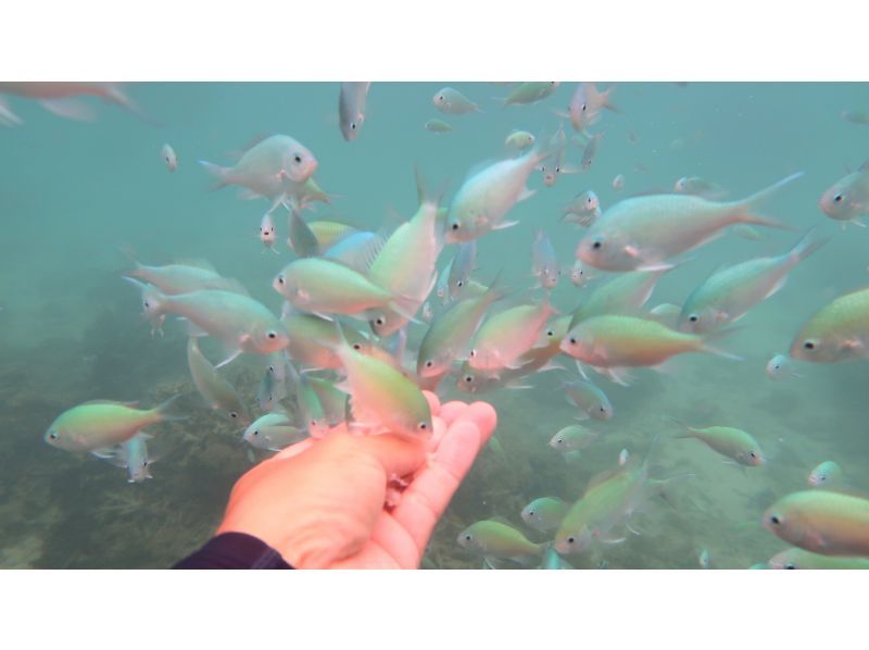 [Okinawa Oujima] "Only one group" Complete charter system ☆ Happy private tour! Snorkel experience on a remote island that can be reached by car! High-definition camera photo present!の紹介画像