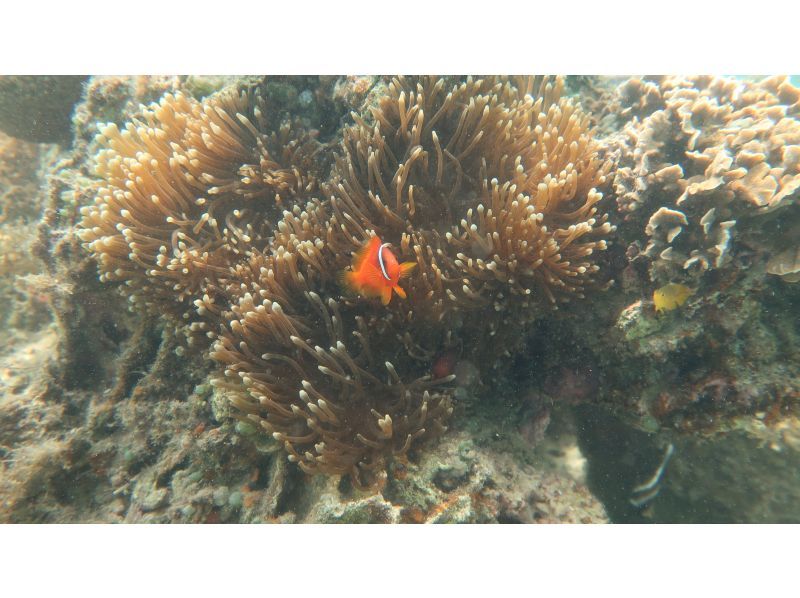 [Okinawa, Ojima] "Only one group" guide, fully reserved ☆ Happy private tour! Snorkeling experience on a remote island that can be reached by car! High-quality camera photos as a gift!の紹介画像