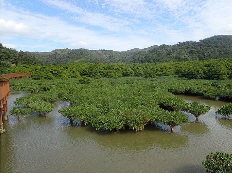 [Okinawa / Nago] Oura Mangrove Observation! Enjoy walking while observing the guide and mangrove ♪の紹介画像