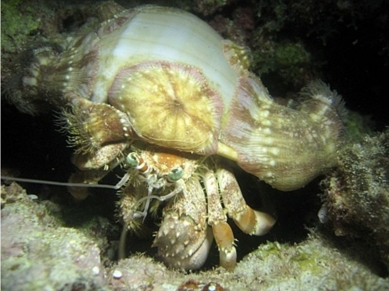 [Kagoshima ・ Amami: Guide to the mysterious night world! Night Diving(underwater Camera free Rental Yes)の紹介画像