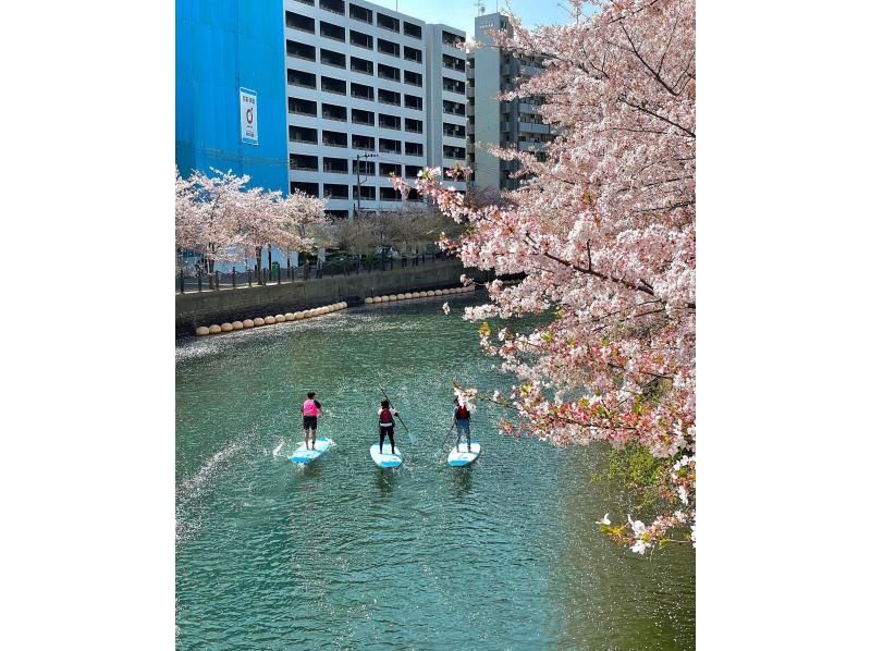 【横浜】桜SUPツアー、お花見SUP（初心者歓迎！）の紹介画像