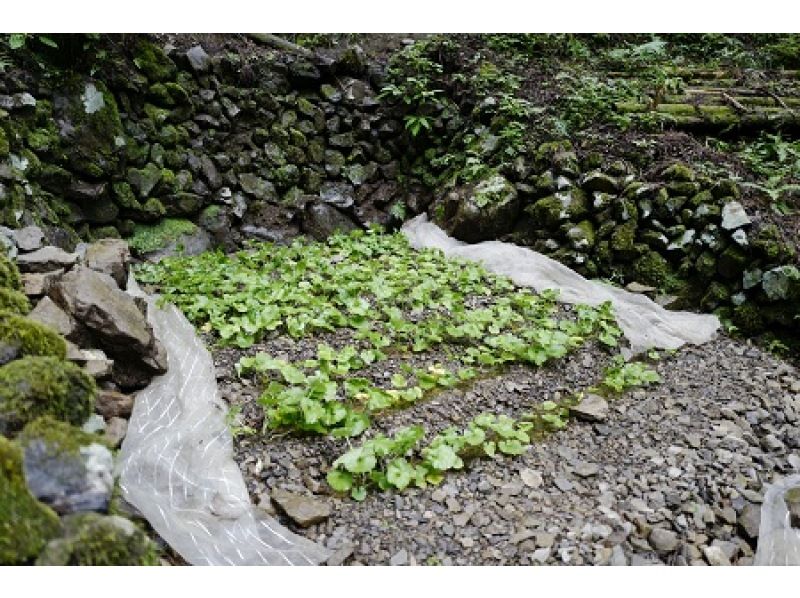 【東京・奥多摩】SDGs ツアー　奥多摩名産！わさび田体験サイクリングツアーの紹介画像