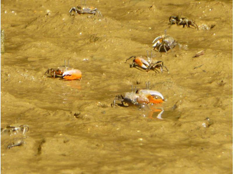 【沖縄・今帰仁】〈学割・学生限定プラン〉ネイチャーウォッチングカヤック 干潮時はシオマネキやミナミトビハゼ！満潮時は入り江を散策 2時間の紹介画像
