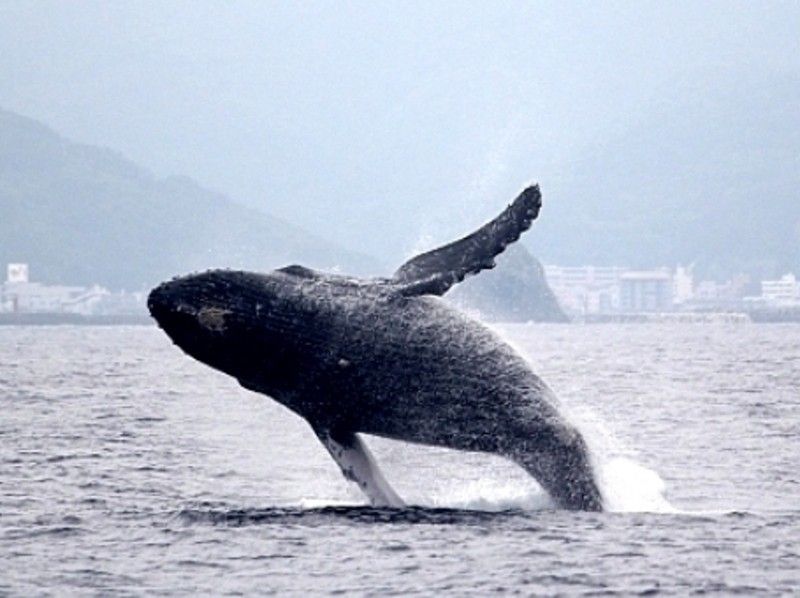 鹿児島 奄美 遭遇率no 1 クジラを見に行こう ベテランガイド付きのホエールウォッチングツアー アクティビティジャパン