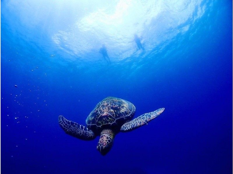 【沖縄・石垣島】ウミガメ遭遇率95％以上！！（半日）ビーチから行くウミガメシュノーケル♪防水カメラレンタル無料！！