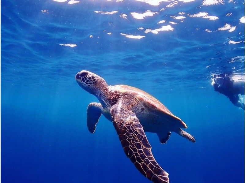[沖繩/石垣島]僅限一組！豪華課程！ （半天）藍洞探險&海龜浮潛之旅！免費租用防水相機！の紹介画像