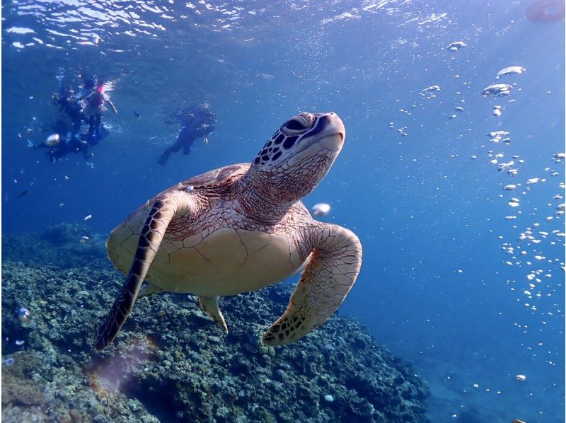 [Okinawa / Ishigaki Island] Limited to one group! Luxury course! (Half day) Blue cave exploration & sea turtle snorkel tour! Free waterproof camera rental!の紹介画像