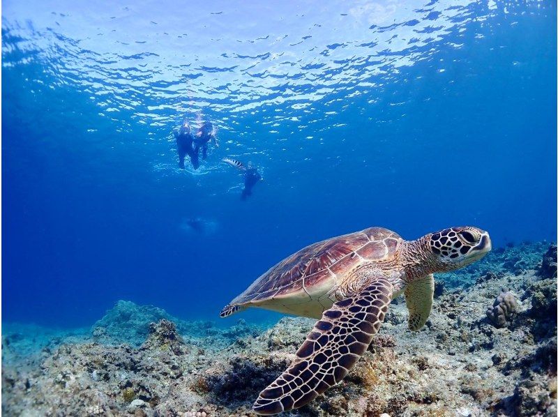 [Okinawa / Ishigaki Island] Limited to one group! Luxury course! (Half day) Blue cave exploration & sea turtle snorkel tour! Free waterproof camera rental!の紹介画像
