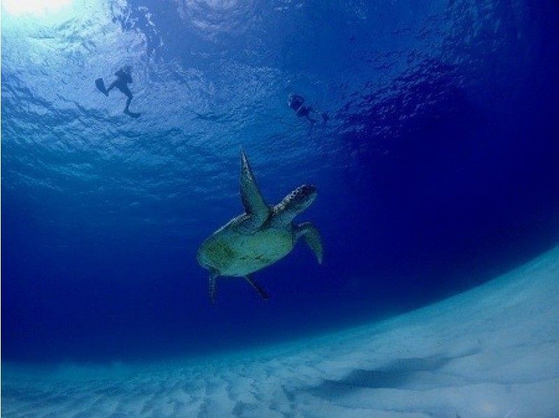 [冲绳/石垣岛]仅限一组！豪华课程！ （半天）蓝洞探险&海龟浮潜之旅！免费租用防水相机！の紹介画像