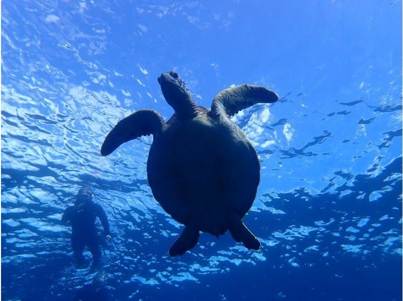 [沖繩/石垣島]僅限一組！豪華課程！ （半天）藍洞探險&海龜浮潛之旅！免費租用防水相機！の紹介画像