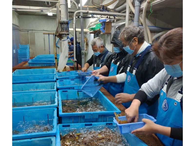2包20％OFF計劃[沖繩/久米島]在家吃銀座的蝦！為喜歡美食教育和海鮮的家長和孩子而設的在線課堂の紹介画像