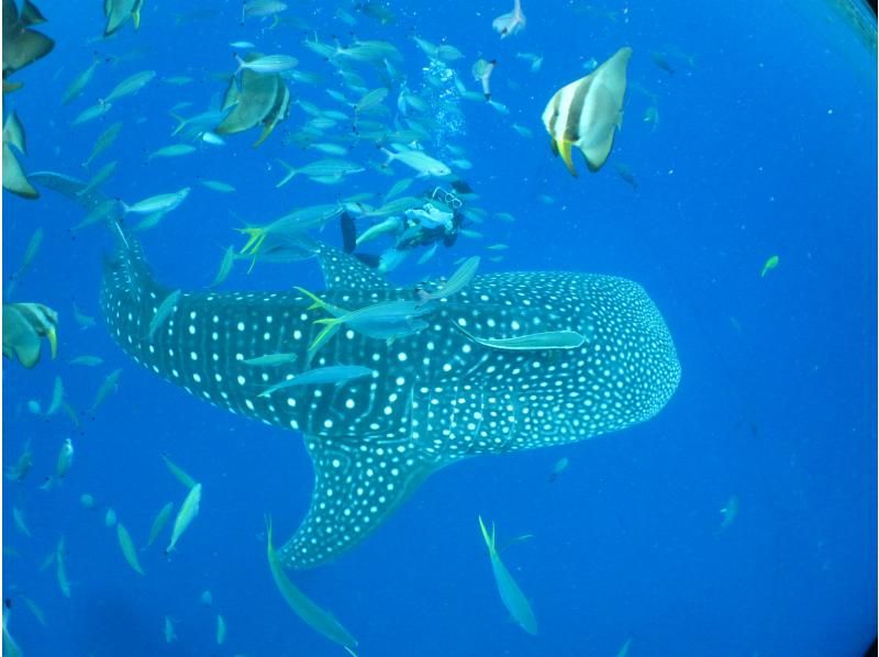 [Private guide for 1 group] Blue Cave + Whale Shark Boat Fun Diving Set | Free photo and video shooting & equipment rental!の紹介画像