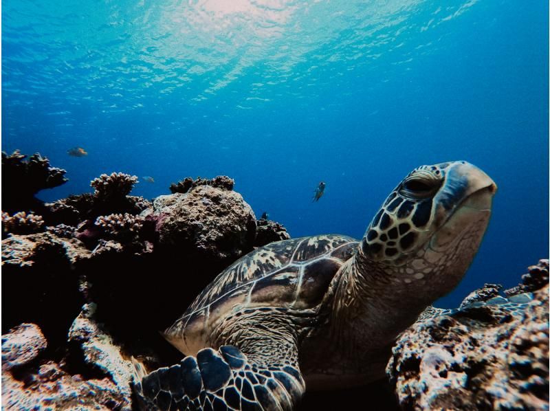 SALE!【石垣島1日大満足】クリアSUPクルージング&青の洞窟探検！遭遇率95%ウミガメシュノ《写真無料!》ドローンオプションあり送迎無料の紹介画像