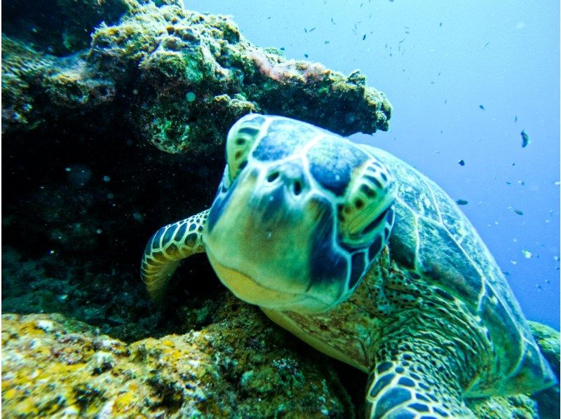 SALE!【石垣島1日大満足】クリアSUPクルージング&青の洞窟探検！遭遇率95%ウミガメシュノ《写真無料!》ドローンオプションあり送迎無料の紹介画像