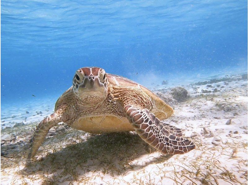 SALE!【石垣島1日大満足】クリアSUPクルージング&青の洞窟探検！遭遇率95%ウミガメシュノ《写真無料!》ドローンオプションあり送迎無料の紹介画像