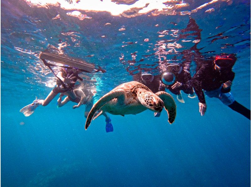 SALE!【石垣島1日大満足】クリアSUPクルージング&青の洞窟探検！遭遇率95%ウミガメシュノ《写真無料!》ドローンオプションあり送迎無料の紹介画像