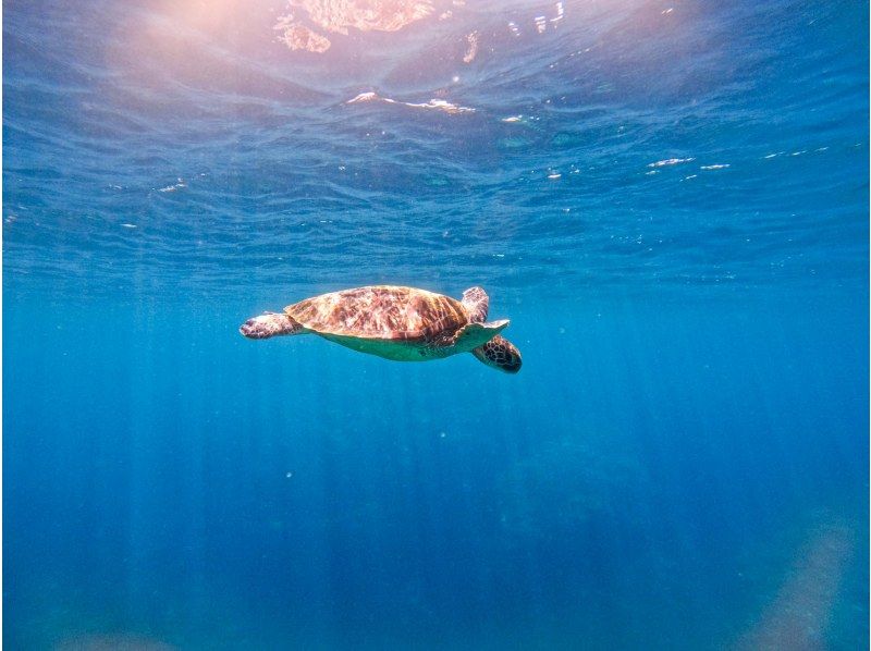 【石垣島/1日】青の洞窟探検！遭遇率95%ウミガメシュノーケル&クリアSUPクルージング《写真、送迎無料★》の紹介画像