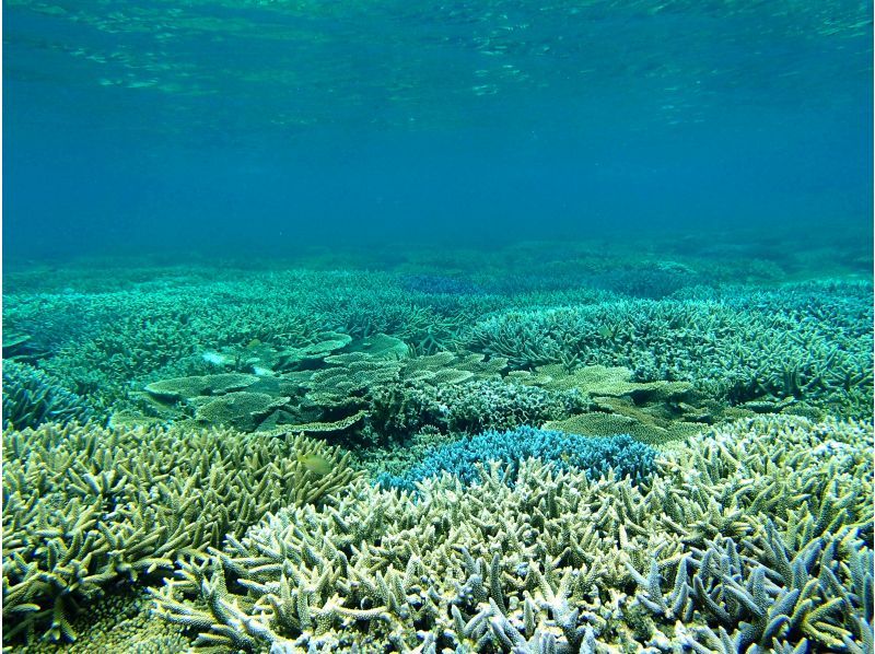 【沖縄・伊良部島】＜宮古島でココだけ！＞青の洞窟グラスボート周遊♪＋高さ約20ｍ！【大龍門】シーカヤック探検♪の紹介画像