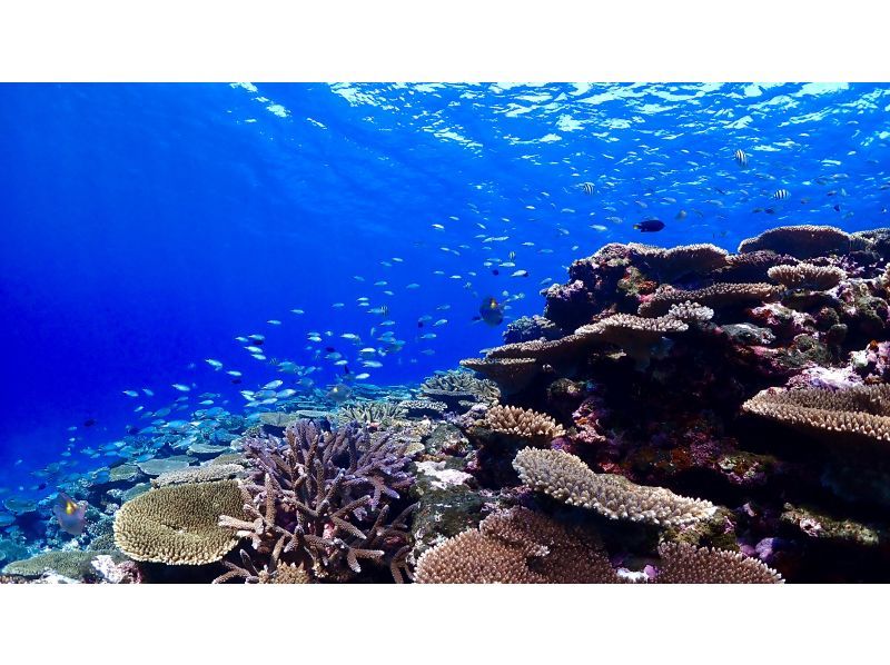 宮古島｜伊良部島【定番の青の洞窟&大人気ウミガメシュノーケルツアー】ウミガメ遭遇率99％！ドローン撮影込み！ファミリー・カップルにオススメ！の紹介画像