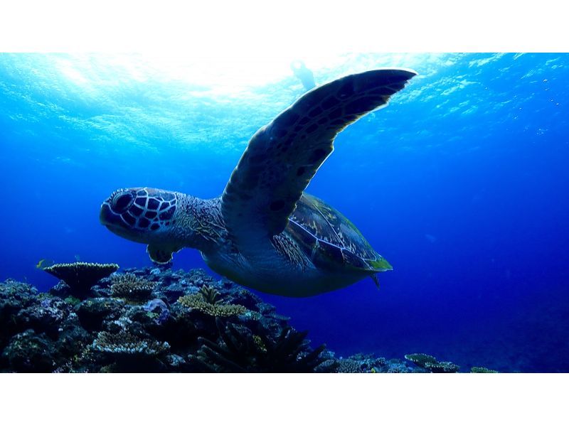 [Okinawa / Miyakojima] Classic blue cave & popular sea turtle snorkel tour! !! Sea turtle encounter rate 98%! Beginners are welcome!の紹介画像