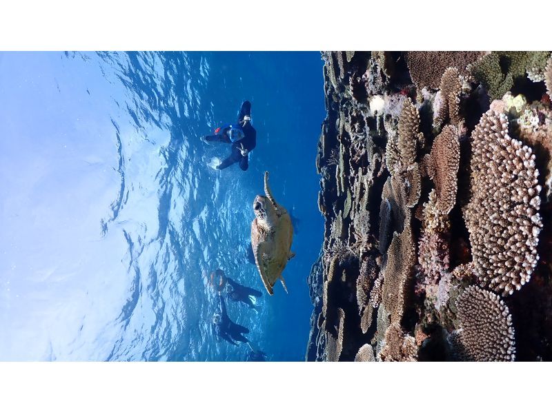 [Okinawa / Miyakojima] Classic blue cave & popular sea turtle snorkel tour! !! Sea turtle encounter rate 98%! Beginners are welcome!の紹介画像