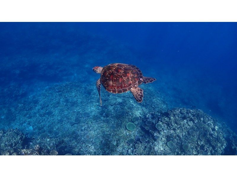 [Okinawa / Miyakojima] Classic blue cave & popular sea turtle snorkel tour! !! Sea turtle encounter rate 98%! Beginners are welcome!の紹介画像