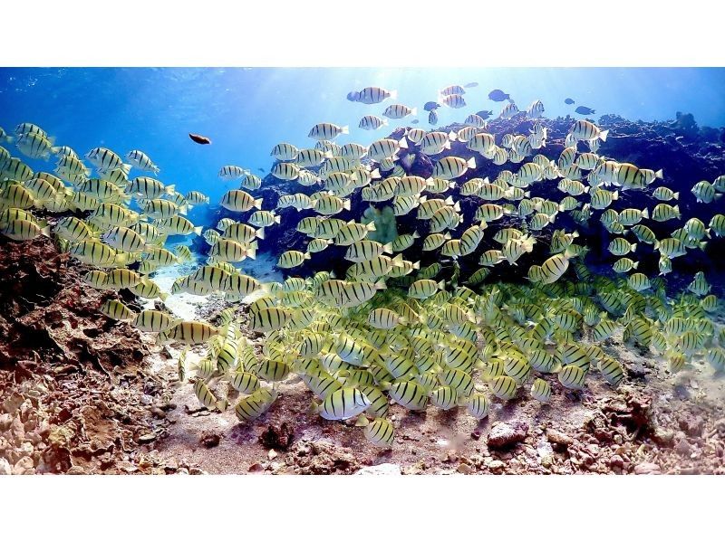 宮古島｜伊良部島【定番の青の洞窟&大人気ウミガメシュノーケルツアー】ウミガメ遭遇率99％！ドローン撮影込み！ファミリー・カップルにオススメ！の紹介画像