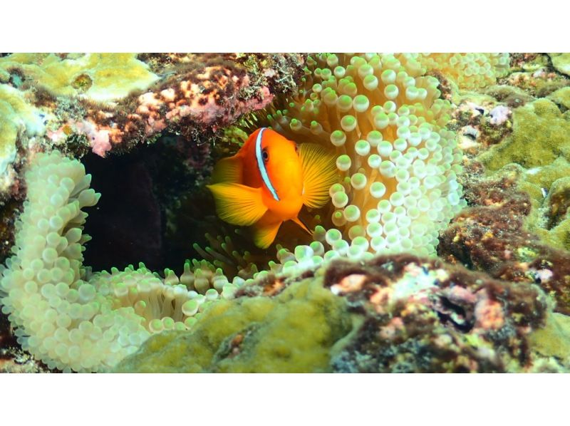 宮古島【定番の青の洞窟&大人気ウミガメシュノーケルツアー】ウミガメ遭遇率驚異の99％！ドローン撮影込み！女性・カップルにオススメ！！の紹介画像