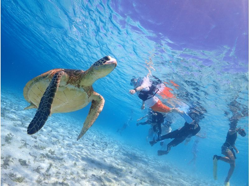 Super Summer Sale 2024 ☆ 99.9% chance of encountering sea turtles ☆ Beach snorkeling ☆ Free underwater photography ♪ Data will be given to you immediately after the tour ♪の紹介画像