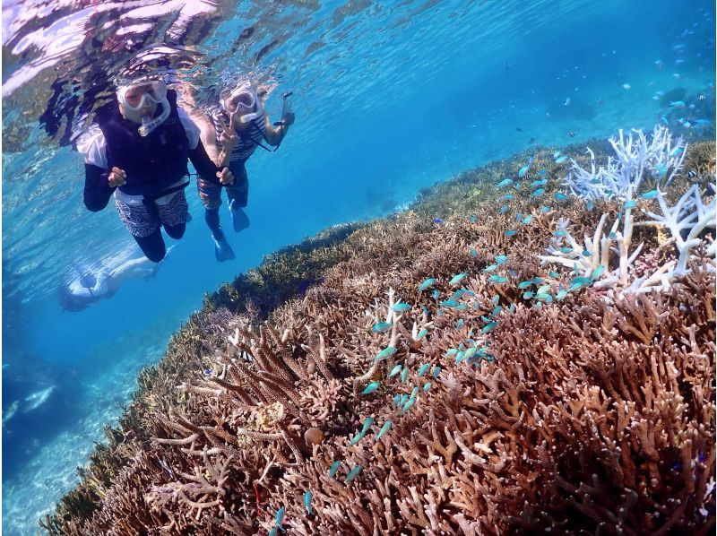 ☆ウミガメ遭遇率99.9％☆ビーチシュノーケリング♪無料撮影♬の紹介画像