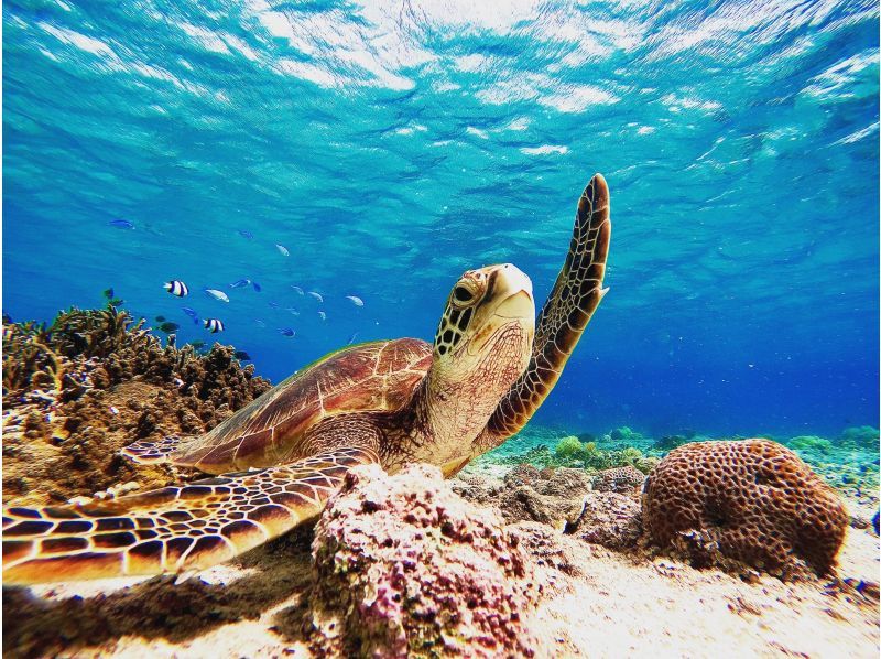 Super Summer Sale 2024 ☆ 99.9% chance of encountering sea turtles ☆ Beach snorkeling ☆ Free underwater photography ♪ Data will be given to you immediately after the tour ♪の紹介画像