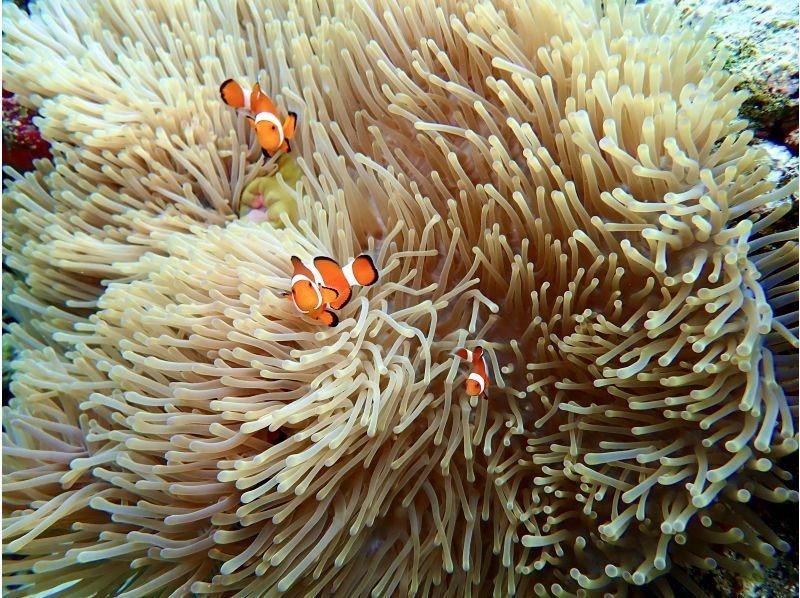 ☆ウミガメ遭遇率99.9％☆ビーチシュノーケリング♪無料撮影♬の紹介画像