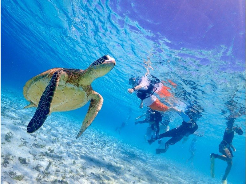 Super Summer Sale 2024 ☆ 99.9% chance of encountering sea turtles ☆ Beach snorkeling ☆ Free underwater photography ♪ Data will be given to you immediately after the tour ♪の紹介画像