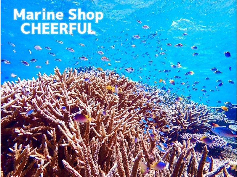 Super Summer Sale 2024 ☆ Top quality ☆ Yaebiji snorkeling guided by the "best staff" 《Drone & high quality underwater camera》 Free photography ★ Children's rates availableの紹介画像