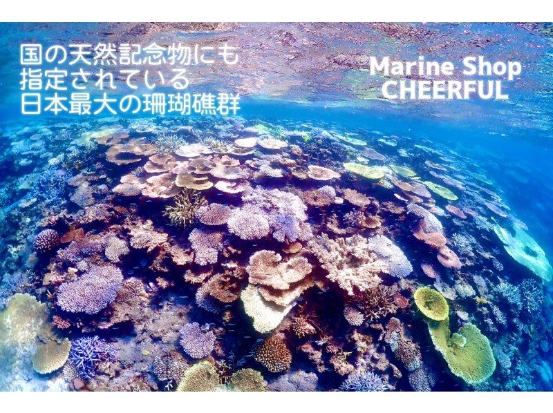 Super Summer Sale 2024 ☆ Top quality ☆ Yaebiji snorkeling guided by the "best staff" 《Drone & high quality underwater camera》 Free photography ★ Children's rates availableの紹介画像