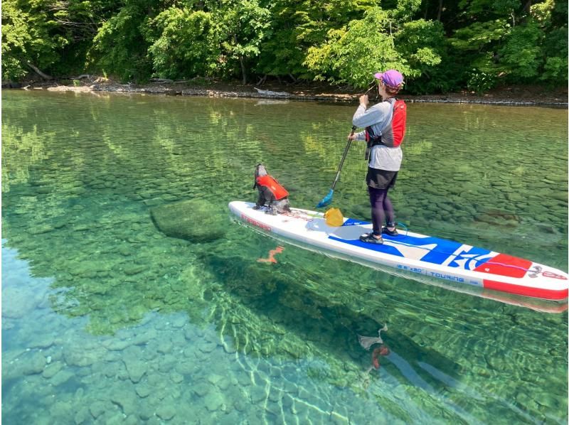 [Hokkaido / Chitose] Lake Shikotsu SUP Experience | Relaxing cruising at Lake Shikotsu, which has the best water quality in Japan! ｜ Let's take a picture at an Instagram-worthy spot with outstanding transparency!の紹介画像