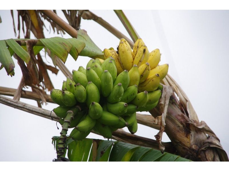 【宮古島】バナナの魅力まるかじりオンライン40分ツアー！〇〇の原料はバナナ！？★初心者歓迎、親子歓迎の紹介画像