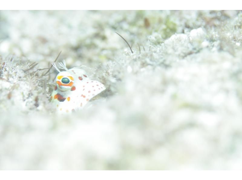 [沖繩/石垣島] 包船享受沖繩的大海！ ！！歡迎初學者，婦女和兒童！八重山海潛之旅！ ！！ （半天2潛）の紹介画像